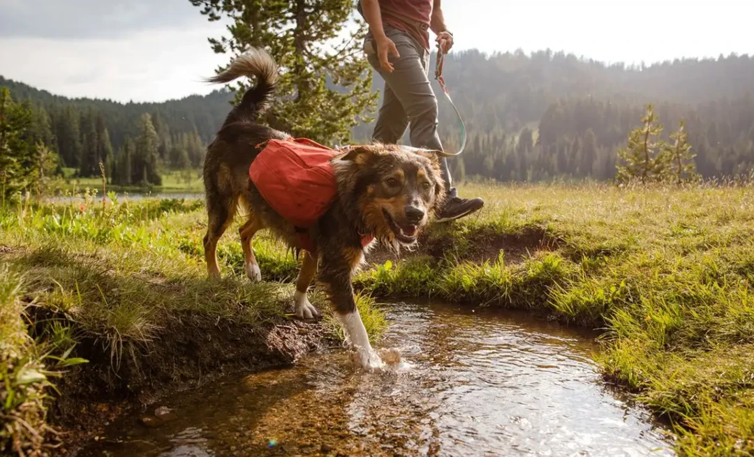Top 10 🎁 Pets Ruffwear Front Range Day Pack ✔️ 5 Pets Ruffwear Front Range Day Pack